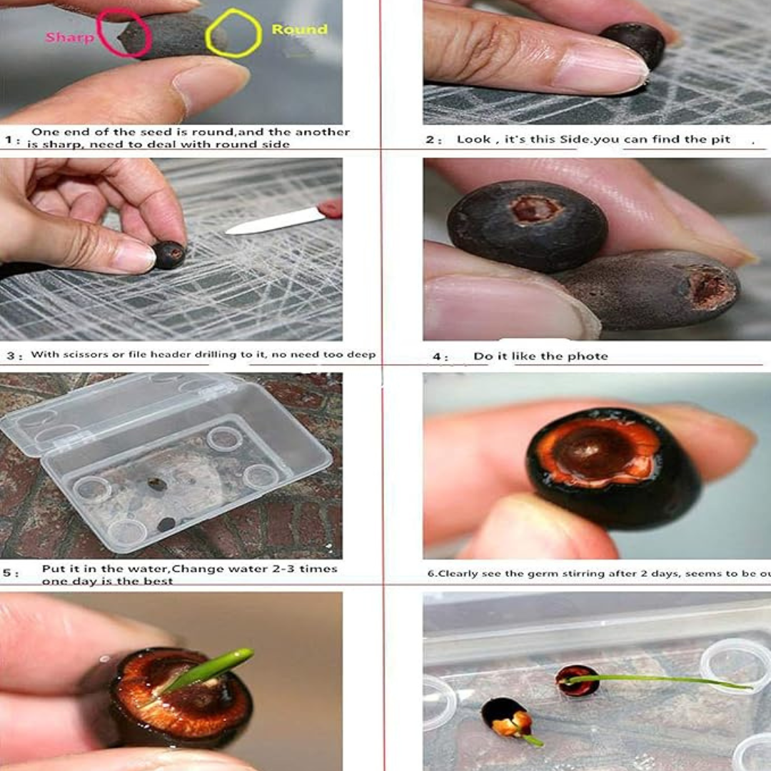 Premium Japanese Bonsai Hybrid Lotus Seeds