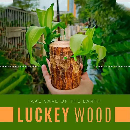 Brazilian Lucky Wood Plant (CERTIFIED ORIGINAL) ( BUY 1 GET 1 FREE )