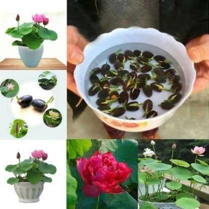 Premium Japanese Bonsai Hybrid Lotus Seeds
