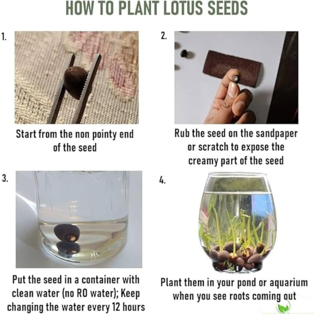 Premium Japanese Bonsai Hybrid Lotus Seeds