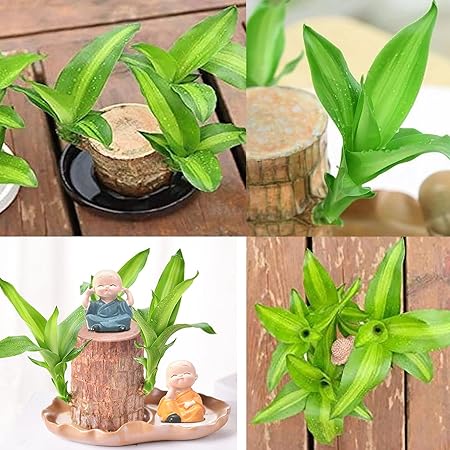 Brazilian Lucky Wood Plant (CERTIFIED ORIGINAL) ( BUY 1 GET 1 FREE )