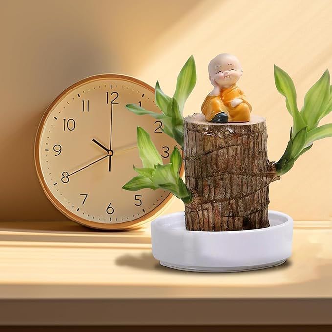 Brazilian Lucky Wood Plant (CERTIFIED ORIGINAL) ( BUY 1 GET 1 FREE )