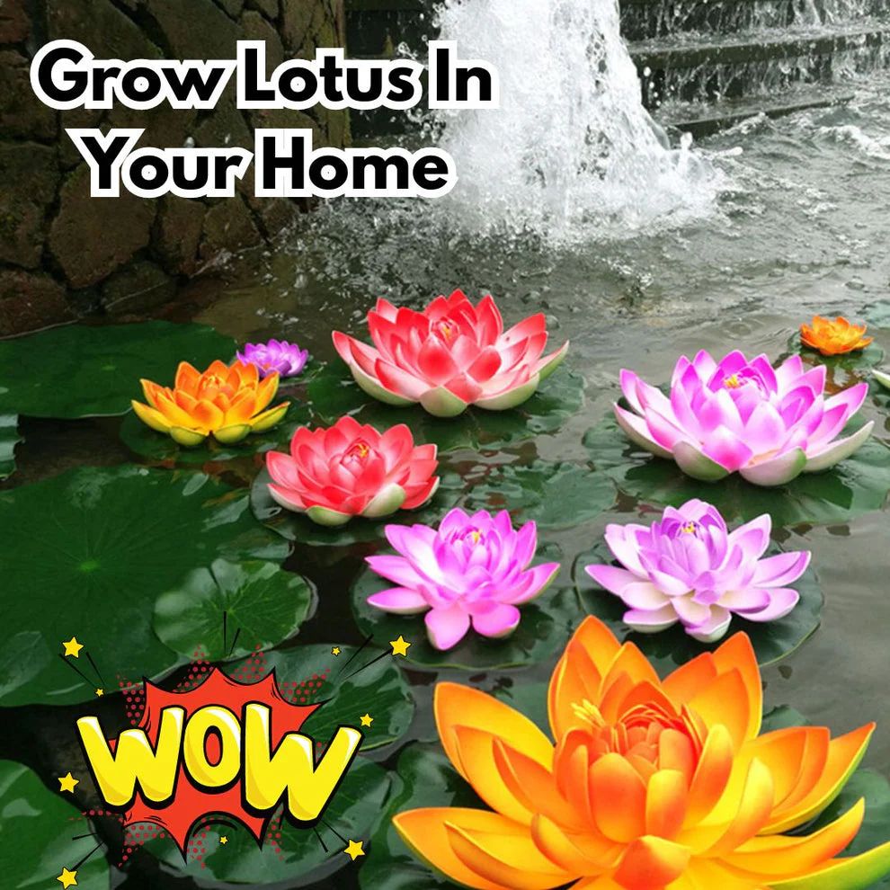 Premium Japanese Bonsai Hybrid Lotus Seeds