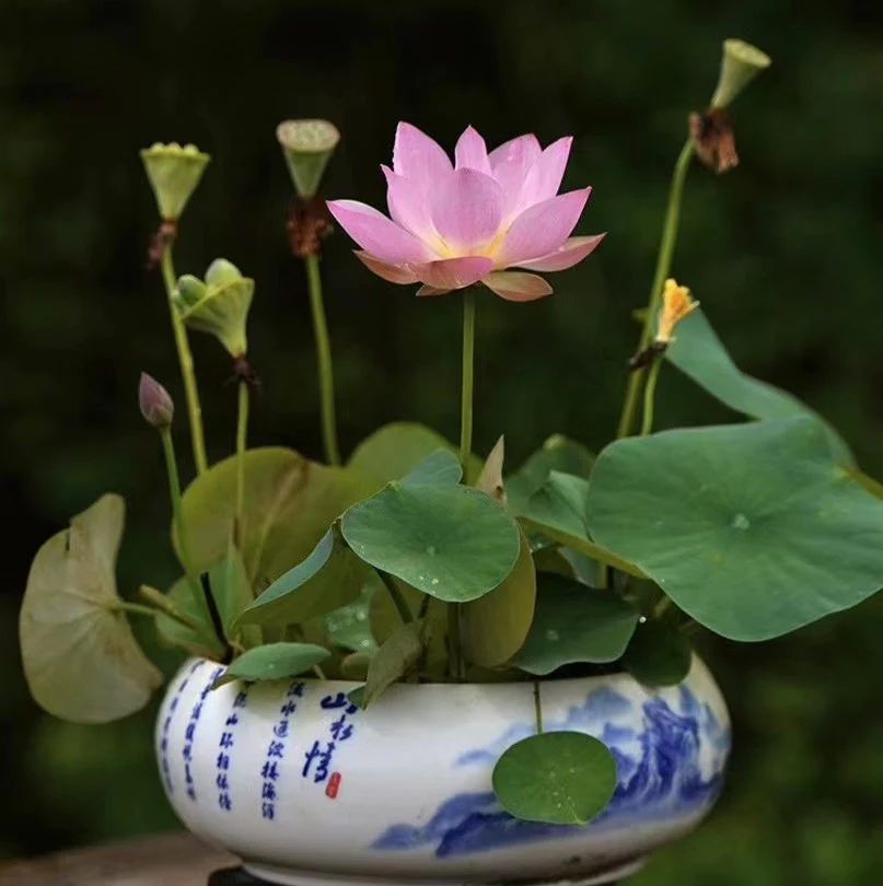 Premium Japanese Bonsai Hybrid Lotus Seeds
