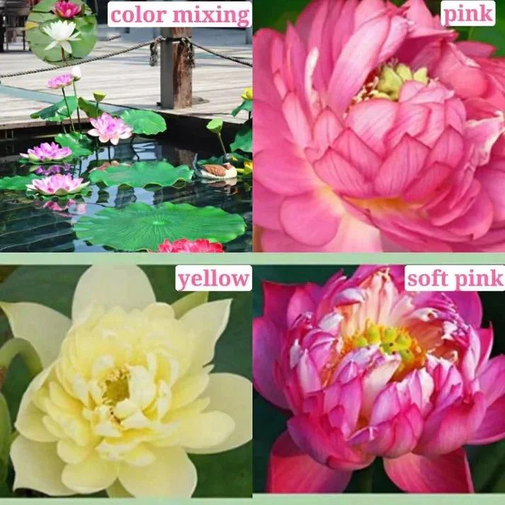 Premium Japanese Bonsai Hybrid Lotus Seeds