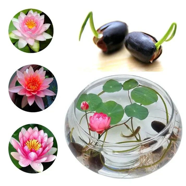 Premium Japanese Bonsai Hybrid Lotus Seeds