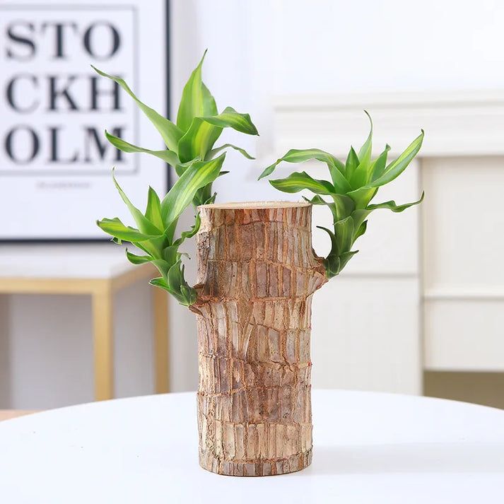 Brazilian Lucky Wood Plant (CERTIFIED ORIGINAL) ( BUY 1 GET 1 FREE )