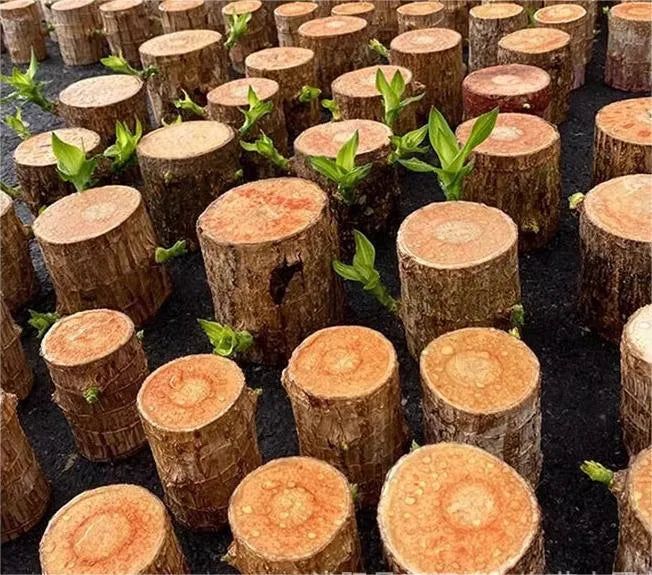 Brazilian Lucky Wood Plant (CERTIFIED ORIGINAL) ( BUY 1 GET 1 FREE )