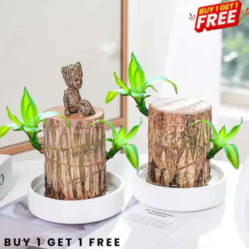 Brazilian Lucky Wood Plant (CERTIFIED ORIGINAL) ( BUY 1 GET 1 FREE )