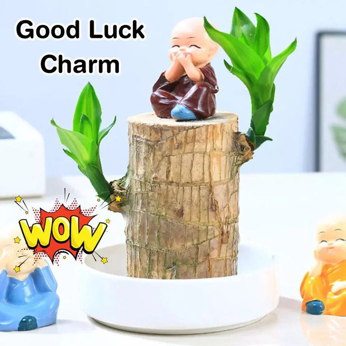 Brazilian Lucky Wood Plant (CERTIFIED ORIGINAL) ( BUY 1 GET 1 FREE )