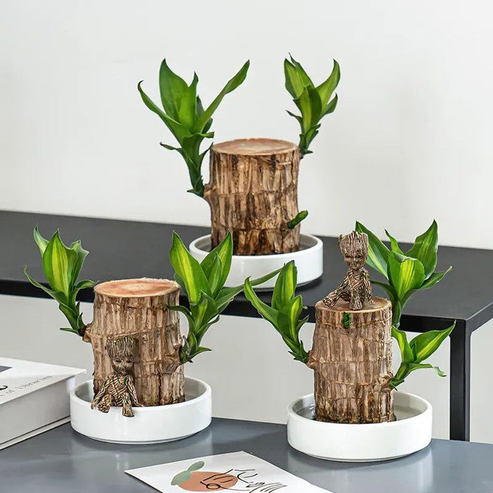 Brazilian Lucky Wood Plant (CERTIFIED ORIGINAL) ( BUY 1 GET 1 FREE )