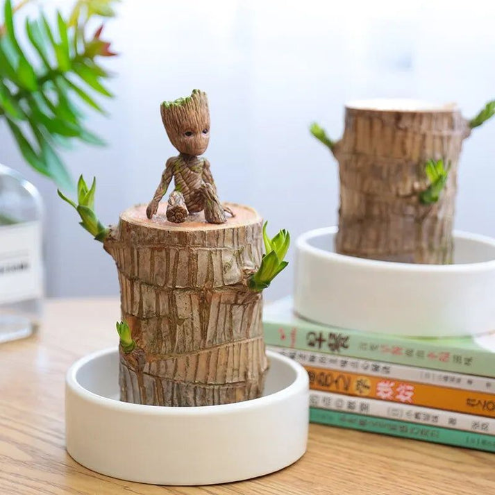 Brazilian Lucky Wood Plant (CERTIFIED ORIGINAL) ( BUY 1 GET 1 FREE )
