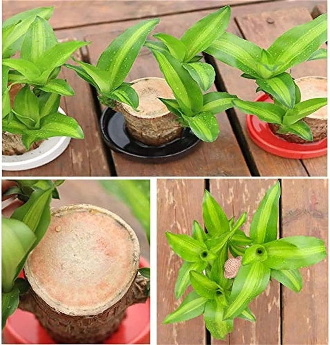 Brazilian Lucky Wood Plant (CERTIFIED ORIGINAL) ( BUY 1 GET 1 FREE )
