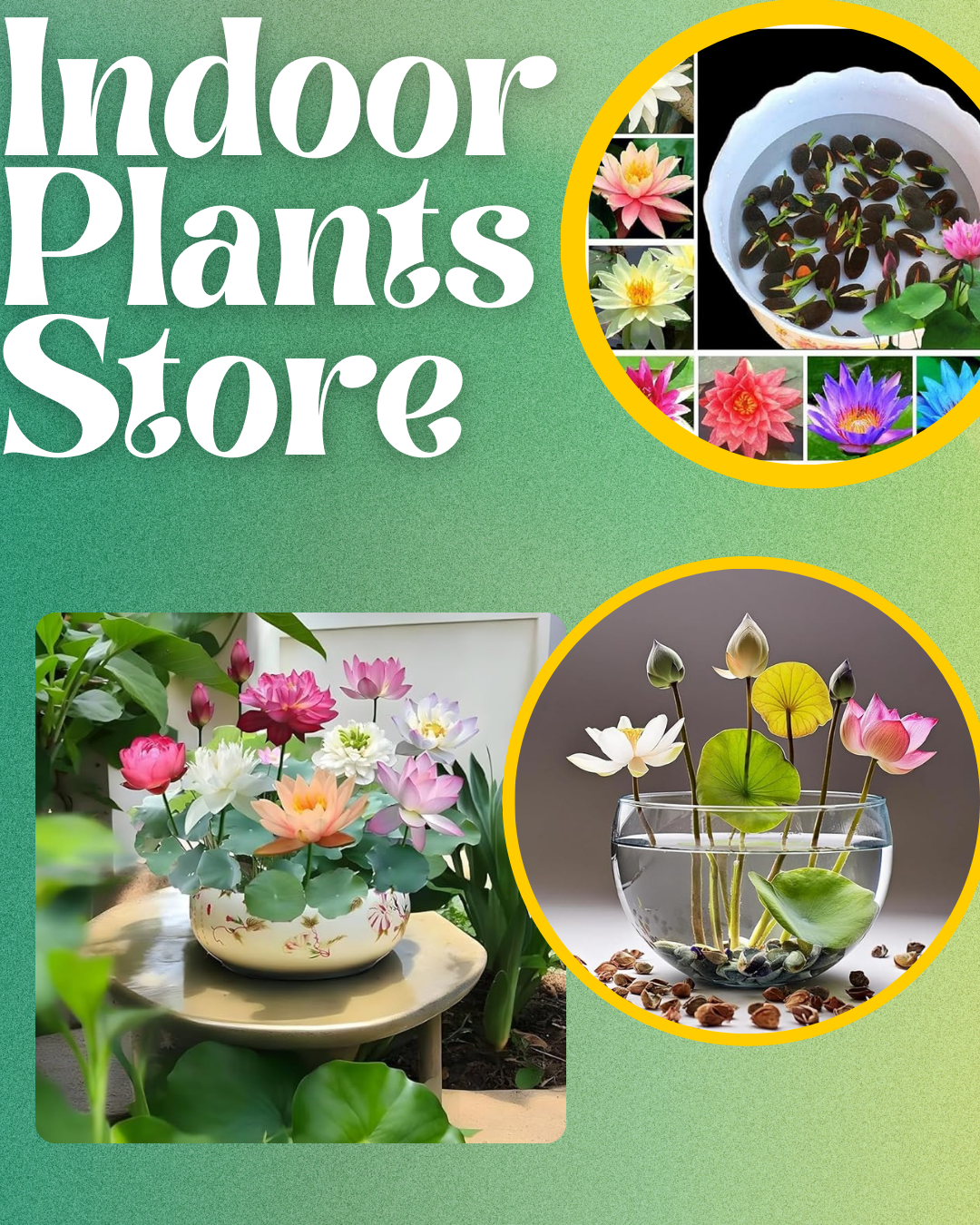 Premium Japanese Bonsai Hybrid Lotus Seeds