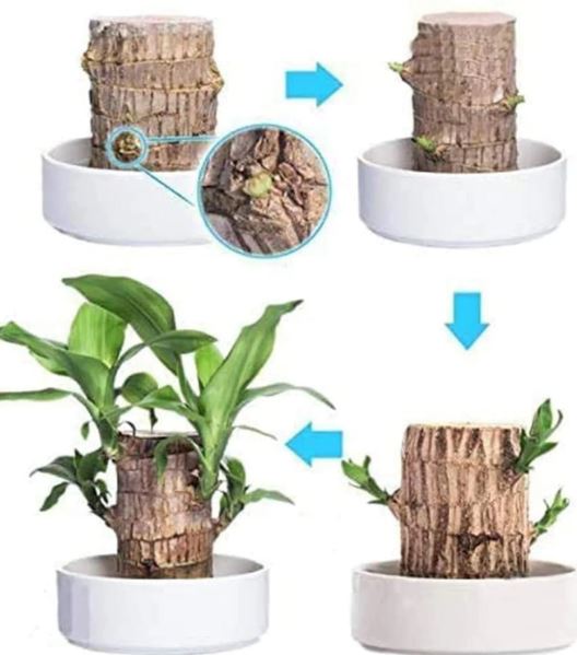 Brazilian Lucky Wood Plant (CERTIFIED ORIGINAL) ( BUY 1 GET 1 FREE )