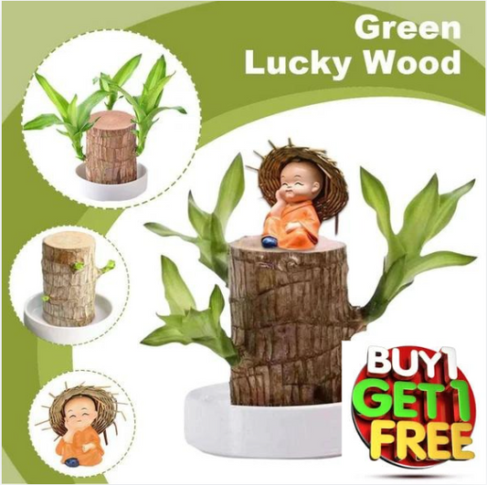 Brazilian Lucky Wood Plant (CERTIFIED ORIGINAL) ( BUY 1 GET 1 FREE )